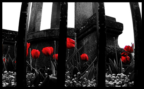 an image of poppies where the image is black and white but the poppies are bright red