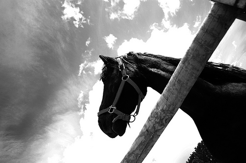 image of a horse's head showing it as a focal point of a monochrome image