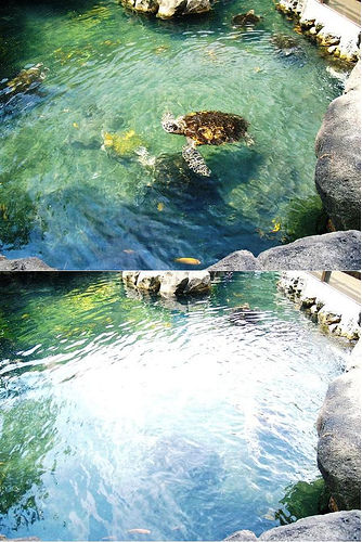 A photo shosing the effect that a polarizing filter has on reflections in water