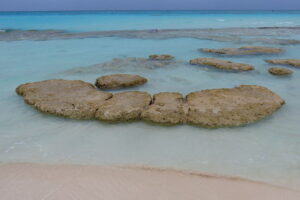 Photograph of stromatolies at Highborme Cay