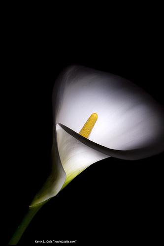 A photograph of a beautiful lily produced by painting with light in a dark room.